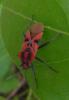 Spilostethus furcula